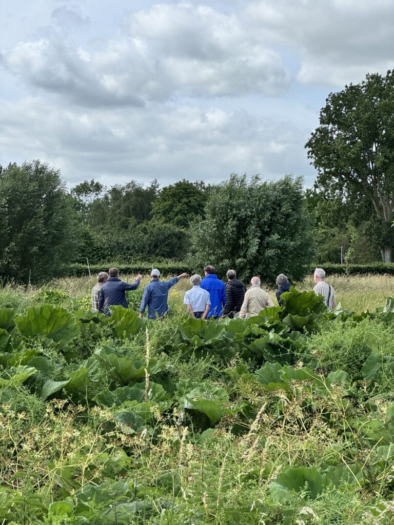 Robijnsbosnieuws nr. 34, met steenuilskuikens & een nieuw aspergebed